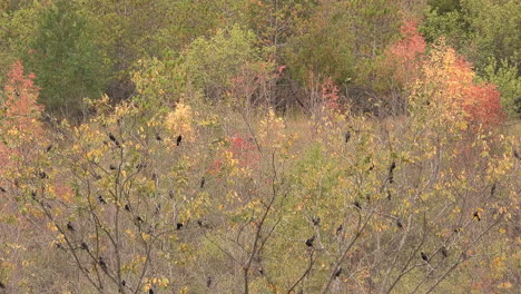 Ein-Schwarm-Schwarzer-Vögel-Sitzt-Ruhig-In-Den-Zweigen-Orangefarbener-Laubbäume