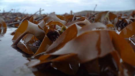 Kelp-forest-swings-in-waves-in-low-tide-1