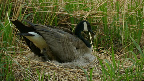 Duck-Laying-her-eggs-in-a-nest-in-a-small-field-of-grass---close-up-shot
