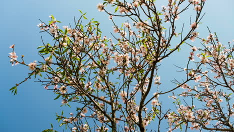Close-up-shot-of-apricot-tree-blossoms-and-young-green-leaves-against-blue-sky