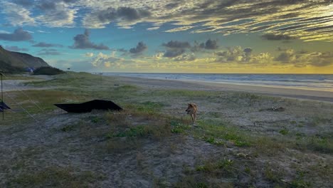 A-lone-dingo,-Australian-indigenous-wild-dog,-investigates-a-quiet-deserted-campsite,-foraging-for-food,-in-this-early-morning-scene-under-a-cinematic-mackerel-sky