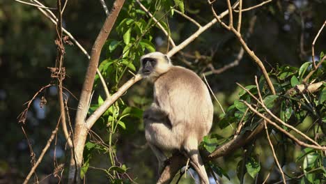 A-gray-langur-sitting-on-a-branch-in-the-jungle-and-having-something-to-eat