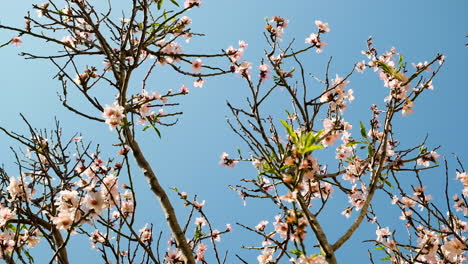 Branches-of-apricot-tree-with-blossoms-and-fresh-growth-sway-in-gentle-breeze---clear-blue-sky-on-fresh-spring-day