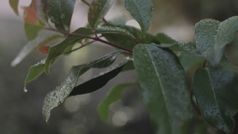 Misting-a-plant-early-in-the-soft-light-morning,-macro-lens-shallow-depth-of-field-slow-motion