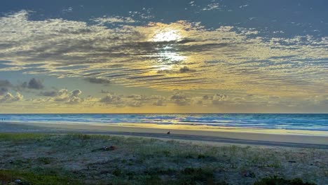 A-lone-dingo,-Australian-indigenous-wild-dog,-sniffs-around-on-the-beach,-foraging-for-food,-in-this-early-morning-scene-under-a-cinematic-mackerel-sky