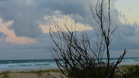 Barren-and-tranquil-shot-of-a-silhouetted-dead-tree-with-calm-dunes-and-gentle-rolling-Pacific-Ocean-in-bokeh-in-the-background,-under-a-moody-early-morning-sky