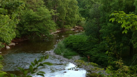 Ein-Weißschwanzdee-Am-Ufer-Eines-Kleinen-Flusses,-Der-Durch-Einen-üppigen-Wald-Fließt
