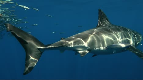 Gran-Tiburón-Blanco-Nadando-En-Un-Enjambre-De-Peces-Con-Reflejo-De-La-Luz-Del-Sol-En-Su-Cuerpo,-Primer-Plano