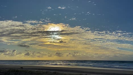 A-lone-dingo,-Australian-indigenous-wild-dog,-trots-along-the-beach,-foraging-for-food,-in-this-early-morning-scene-under-a-cinematic-mackerel-sky