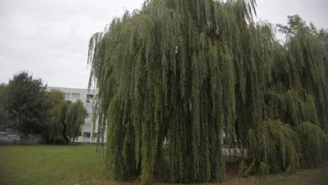 Grüner-Weidenbaum,-Der-Bei-Bewölktem-Wetter-Vom-Starken-Wind-Erschüttert-Wird