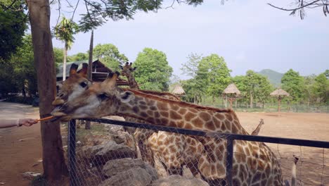 A-group-of-tall-captive-domesticated-giraffes-being-hand-fed-tasty-carrots-at-a-petting-zoo
