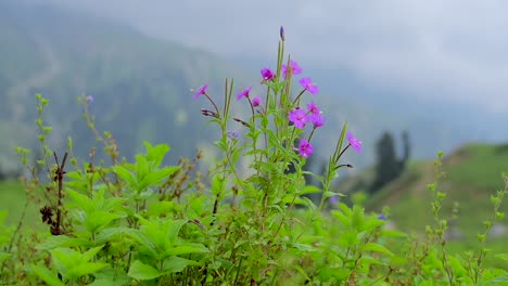 Flores-Silvestres-En-Un-Prado-De-Montaña