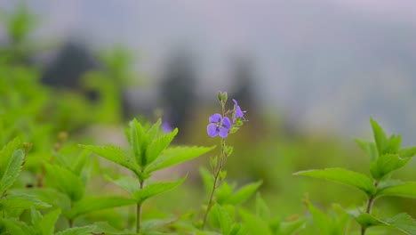Feld-Von-Wildblumen,-Die-Von-Einer-Sanften-Brise-In-Einer-Bergwiese-Schwanken