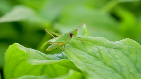 Green-grasshopper-on-green-leaves-1