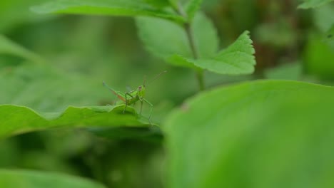 Green-grasshopper-on-green-leaves