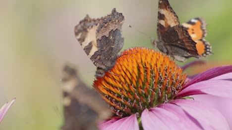 Nahaufnahme-Von-Schmetterlingen-Auf-Einer-Violetten-Und-Orangefarbenen-Blume,-Die-Sich-Bewegt
