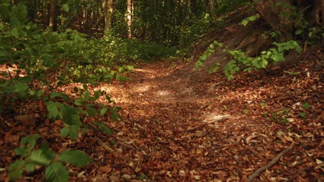 Wandern-Im-Waldboden-Mit-Einigen-Fallenden-Getrockneten-Blättern