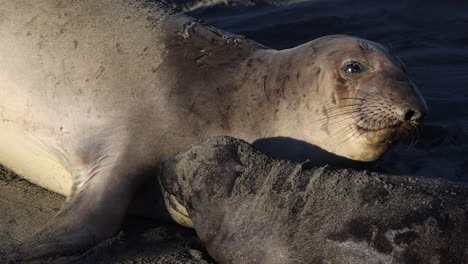 Close-up-footage-of-a-seal-pup-and-mother-seal-laying-together-on-the-beach-along-the-California-coast-in-the-United-States-of-America