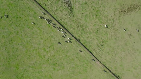 Vista-De-Pájaro-De-Un-Rebaño-De-Vacas-Corriendo-Hacia-El-Lado-Opuesto-Del-Campo