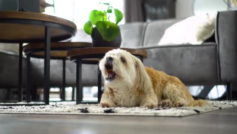 Shih-Tzu-boomer-dog-sits-on-living-room-rug-chewing-treat