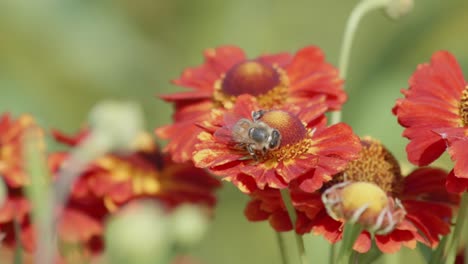 Nahaufnahme-Einer-Biene,-Die-Eine-Rote-Und-Orange-Blume-Bestäubt