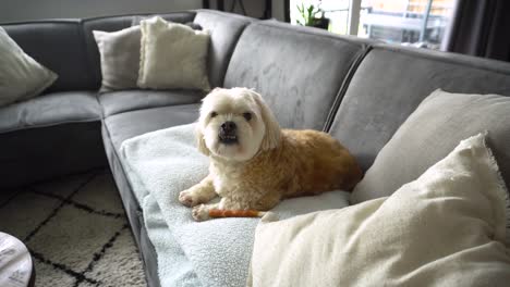 White-mixed-breed-Shih-Tzu-relaxes-on-living-room-sofa