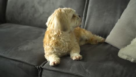 Weißer-Shih-Tzuh-Boomer-Hund-Sitzt-Auf-Sofa,-Schaut-Sich-Um