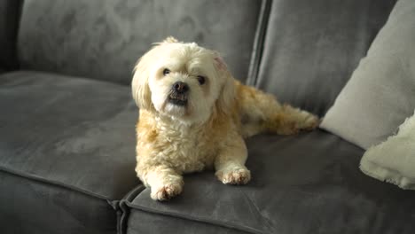 White-Shih-Tzuh-boomer-dog-sits-on-sofa,-looks-at-camera