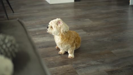Weißer-Shih-Tzu-Boomer-Hund-Sitzt-Auf-Dem-Boden,-Schaut-In-Richtung-Kamera