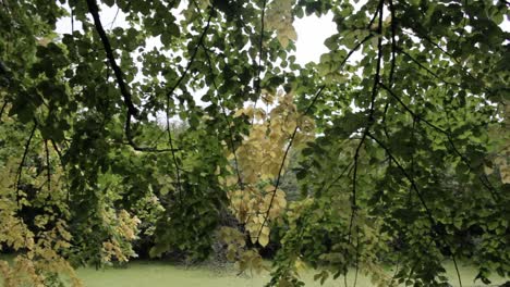Yellow-and-green-leaves-on-tree-shaken-by-wind-above-the-green-swamp-in-a-cloudy-day-in-warsaw