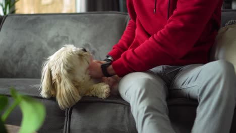 Male-owner-gives-belly-rub-to-Shih-Tzu-boomer-dog-on-sofa