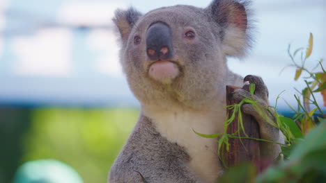 4K-Close-Up-Of-Cute-Fluffy-Grey-Koala-Bear-Sitting-In-Tree,-Looking-Around,-Slow-Motion