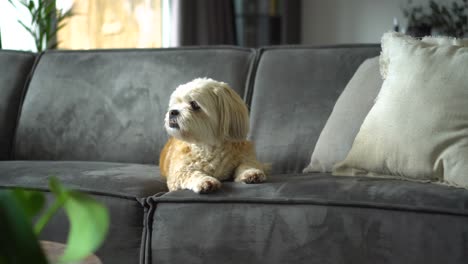 Boomer-Shih-Tzu-mixed-breed-dog-sits-on-sofa-in-living-room