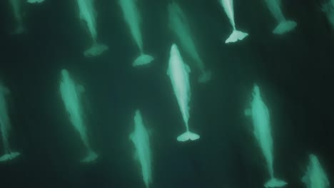 Big-pod-of-beluga-whale-swimming-in-the-Arctic---Aerial-Drone-Close-Up-Tracking