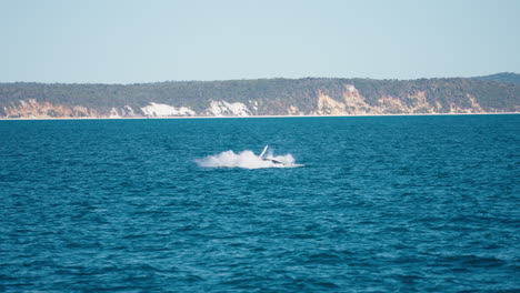 4k-Wilder-Buckelwal-Durchbricht-Die-Oberfläche-Und-Spritzt-Ozean,-Zeitlupe,-Australien