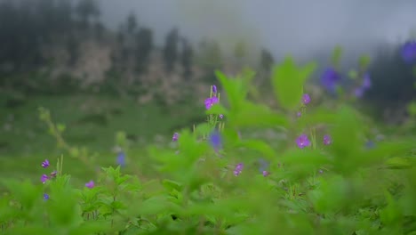 Beautiful-view-wildflowers-swaying-by-gentle-breeze-in-a-mountain-meadow