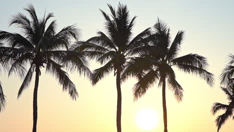 The-tops-of-palm-trees-silhouetted-against-a-tropical-sunset