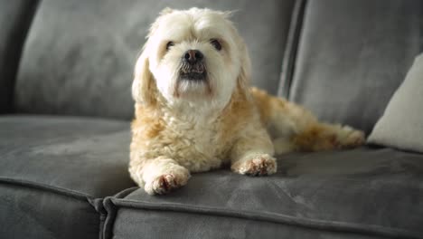 Mixed-breed-Shih-Tzu-boomer-dog-sits-on-sofa,-close-up