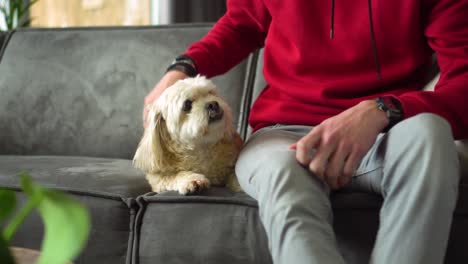Male-owner-sits-on-sofa-to-pet-white-Shih-Tzu-boomer-dog