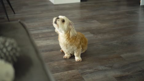 White-Shih-Tzu-boomer-dog-sits-on-wooden-floor-and-howls