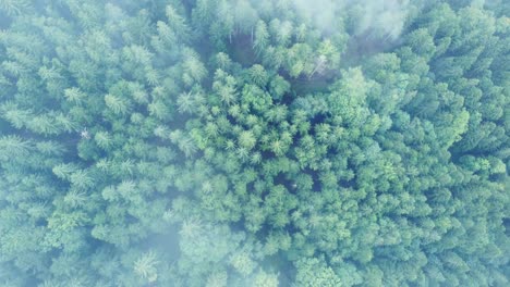 Luftbild-Von-Oben-Nach-Unten-Auf-Einen-Dunklen-Bergwald-Mit-Großen,-Stimmungsvollen-Weißen-Wolken,-In-Den-Vogesen,-Frankreich,-4k