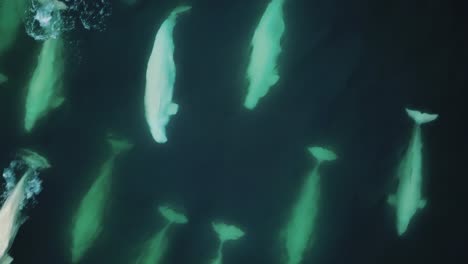 Giant-pod-of-beluga-whale---Drone-Close-Up-Tracking