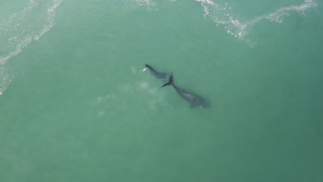 Aerial-Drone-shot-circling-around-a-mother-whale-and-her-calf-in-the-shallow-waters-of-Pringle-Bay,-South-Africa
