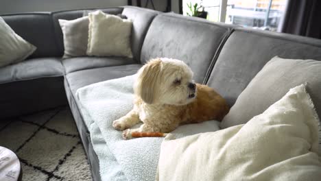 Mixed-breed-Shih-Tzu-boomer-dog-jumps-off-sofa