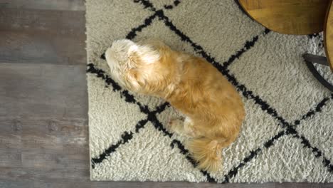 Top-down-shot-of-white-Shih-Tzu-boomer-dog-sitting-on-rug
