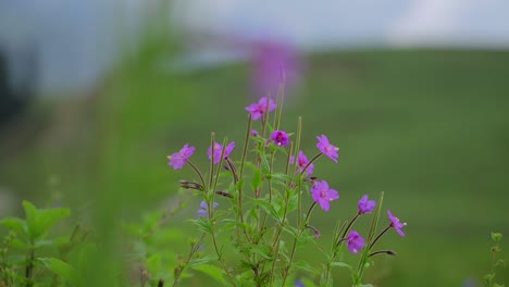 Wildflowers-swaying-by-gentle-breeze-in-a-mountain-meadow