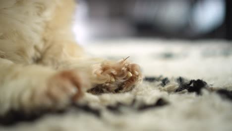 Close-up-of-toy-dog's-paws-on-living-room-rug