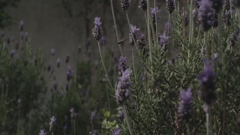 Pair-of-bees-gathering-pollen-on-a-lavender-bush-slow-motion,-sunrise-tilting-up