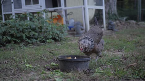 Chickens-eating-melons-in-front-of-a-chicken-coop-in-slow-motion-4K