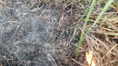 Close-up-of-ash-from-burning-grass